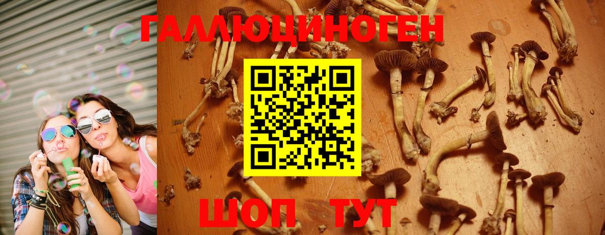 Губкин  Галлюциногенные грибы Psilocybe  Вход с VPN 
